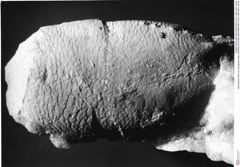 Historisches Foto von Decapoda indet. (NHMW-AFW-GEO-BACHMAYER-FOTO-1990-0041-3479)